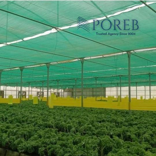 Running Kale Farm in Al Ajban for Sale / great location